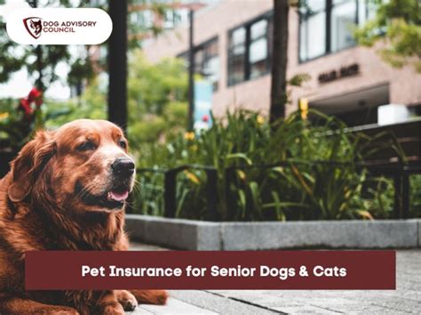 cheap dog insurance for older dogs